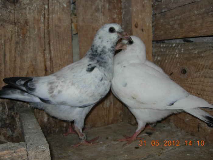 cuci din cuc batran cu sfichiata