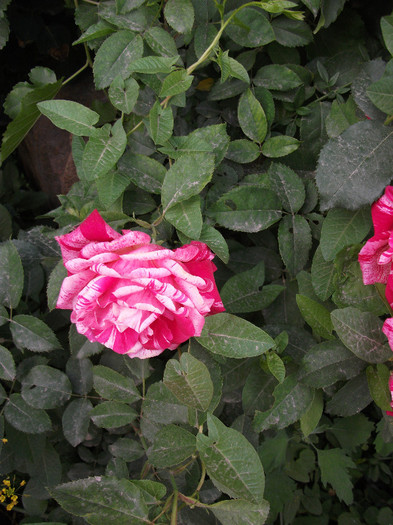 Meilland Rose Julio Iglesias - Roze 2012