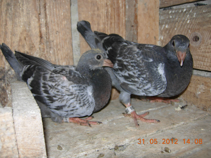 guti din iansena cu marmurat