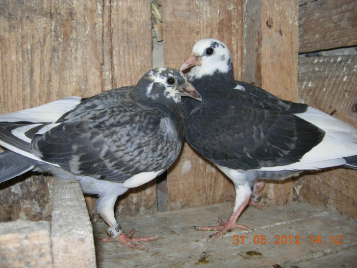 pui din fontata neagra cu sobolan