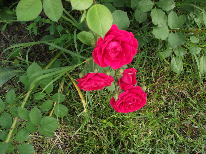 DSCF1459 - Roze 2012