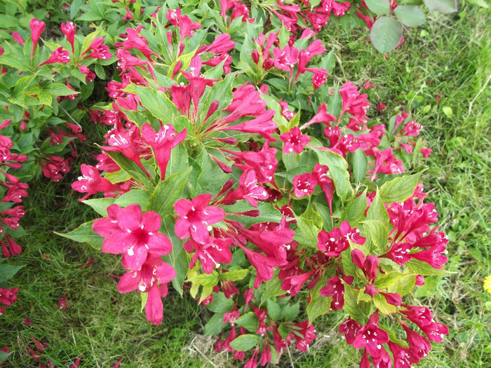 Weigela rosie