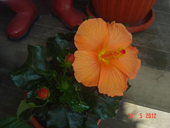 poze 771 - 09-2012-HIBISCUS