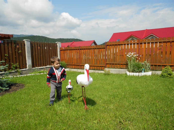 berzele cu mine la pas