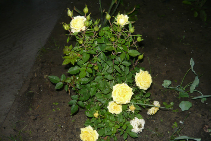 minirosa - TRANDAFIRI 2012-2013-2014