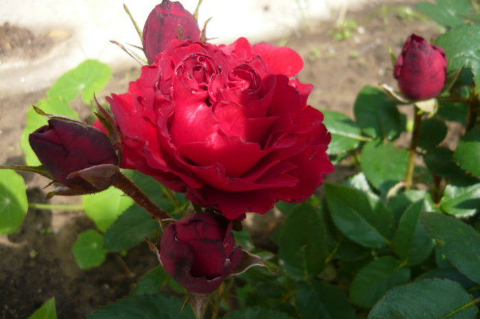 minirosa - TRANDAFIRI 2012-2013-2014