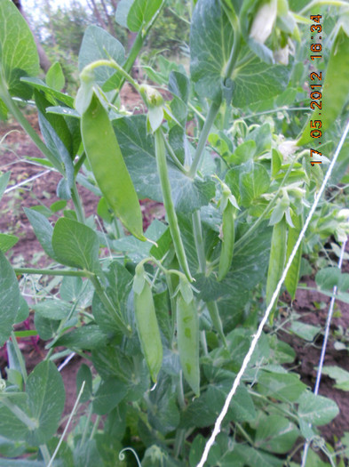 DSCN3167 - Gradina mea de legume