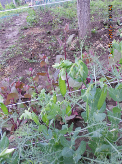 DSCN3168 - Gradina mea de legume