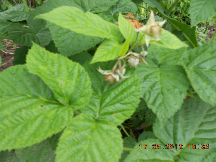zmeura remontanta - Gradina mea de legume