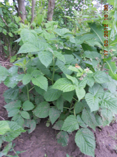DSCN3171 - Gradina mea de legume