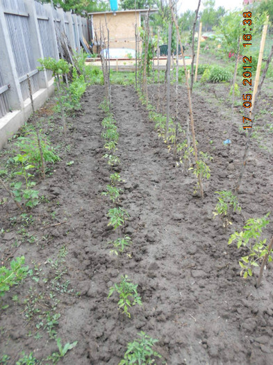 tomate - Gradina mea de legume
