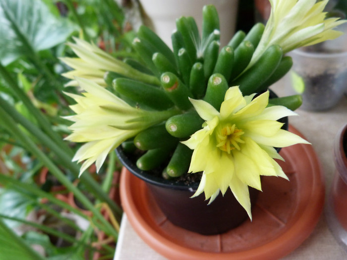 mammillaria longimamma - Flori 2012