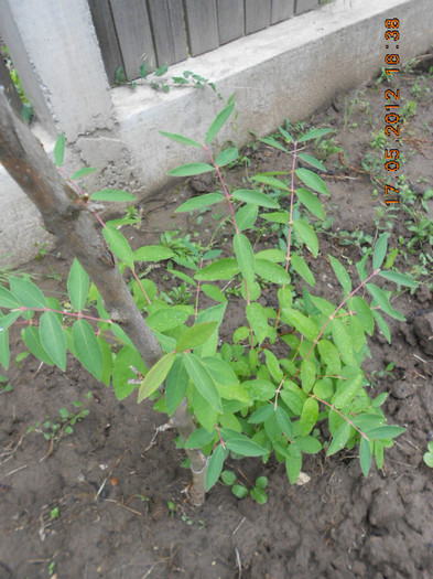 Lonicera - boabe de miere - Gradina mea de legume