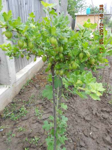 agris - Gradina mea de legume