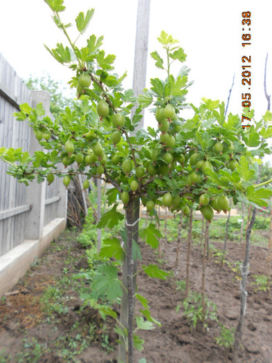 agris - Gradina mea de legume