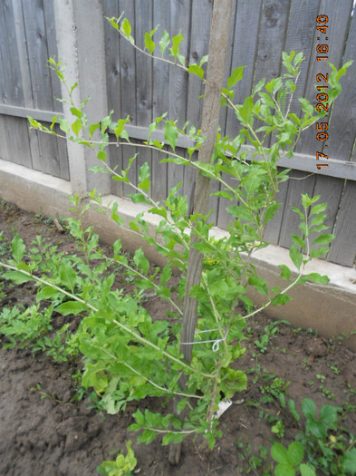 DSCN3190 - Gradina mea de legume