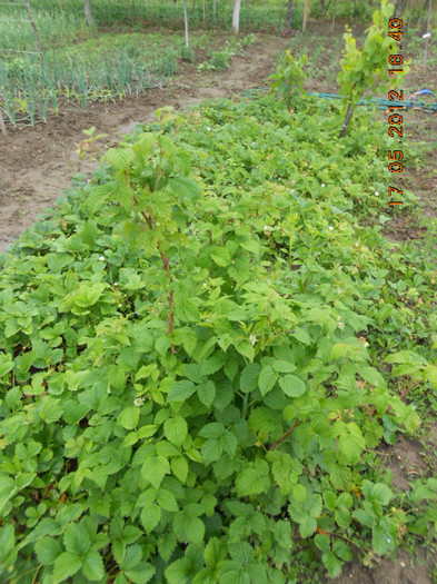 DSCN3192 - Gradina mea de legume