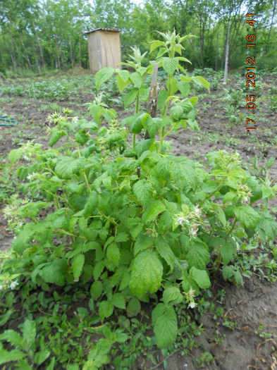 DSCN3193 - Gradina mea de legume