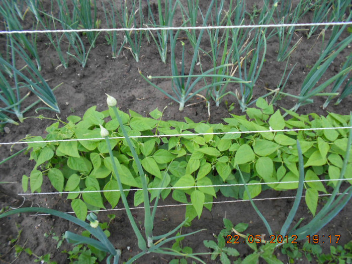 DSCN3296 - Gradina mea de legume