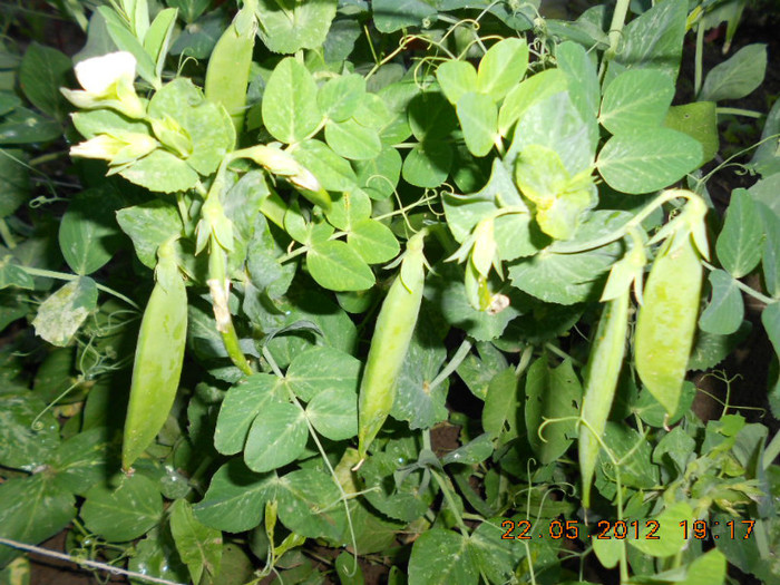 DSCN3297 - Gradina mea de legume