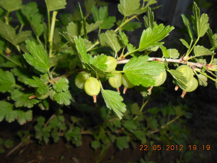 DSCN3304