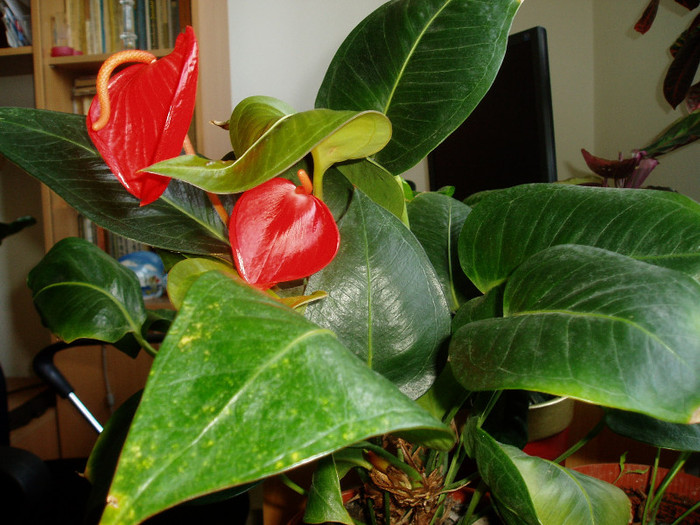 Cel mai frumos anthurium