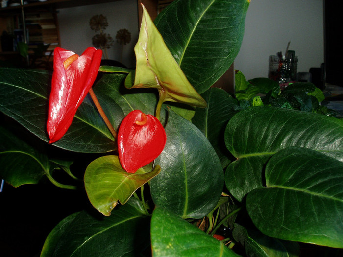 P1010484