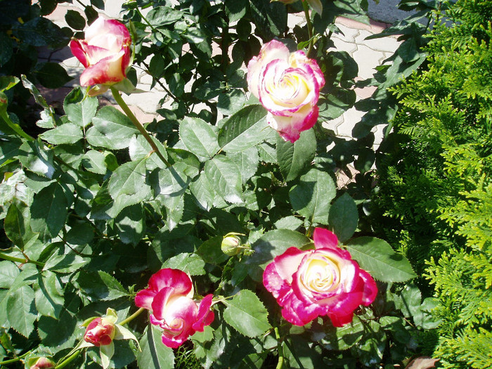 Double Delight - Mai - Iunie