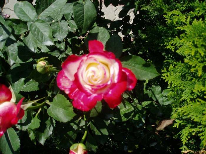 P1010497