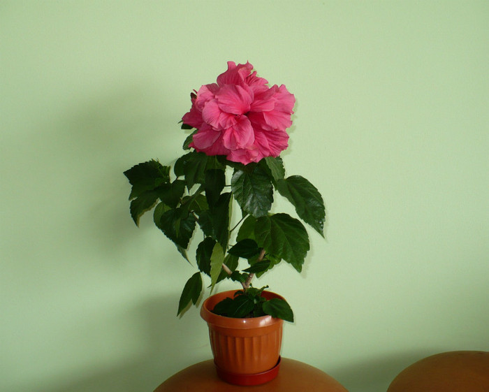 P1390430