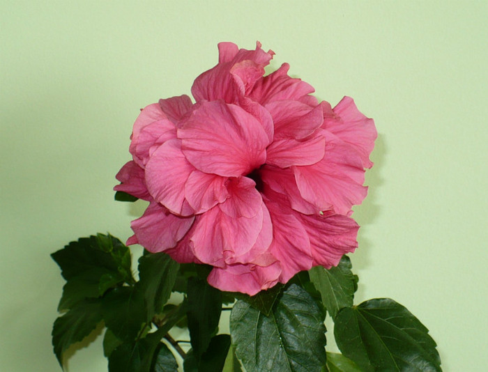 P1390432
