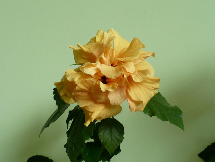 P1390444