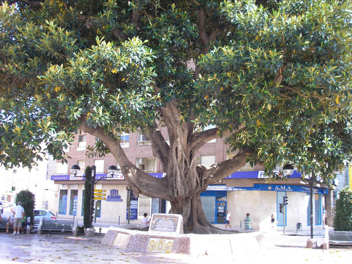 Castellon-ficus centenar