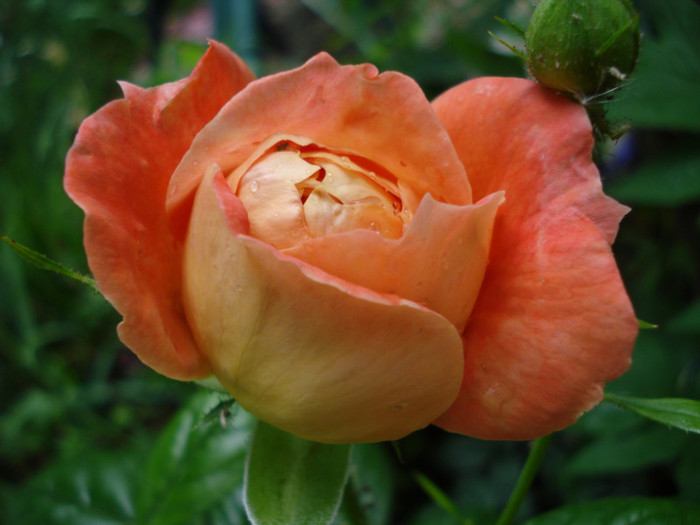 "Queen of Hearts", W. Kordes Sohne 2008, floribunda, - Trandafiri 2012