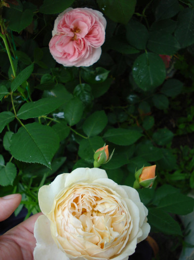 impreuna cu "Crown Princess Margaret" - Trandafiri 2012