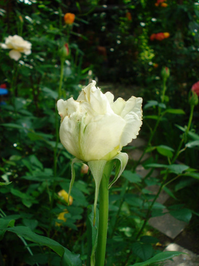 DSC02370 - Trandafiri 2012