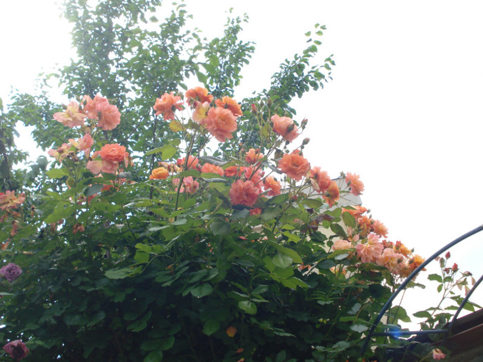 DSC02351 - Trandafiri 2012
