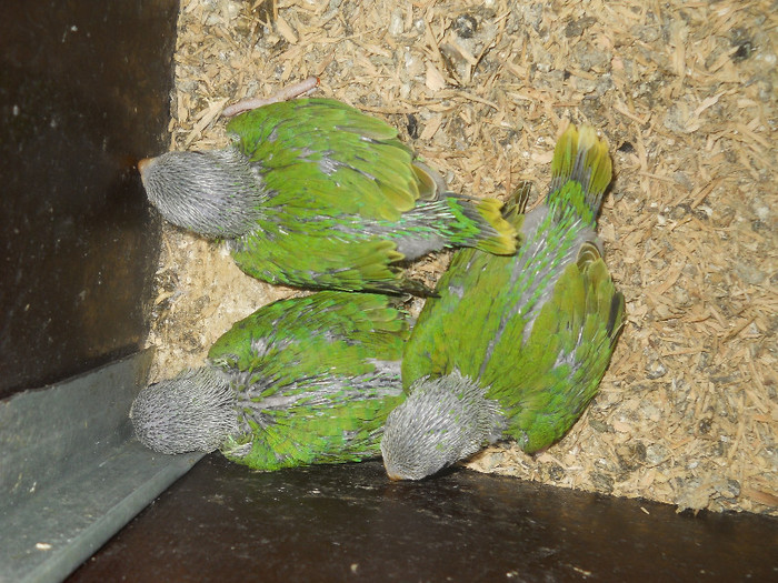 Picture 358 - crescatorie papagali