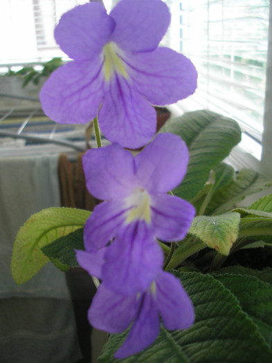 P5130221 - Streptocarpus Margaret