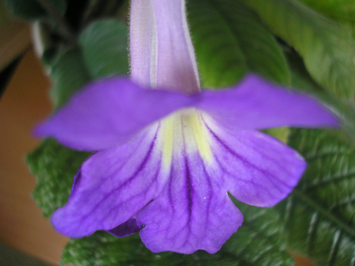 P5090216 - ALTE GESNERIACEAE