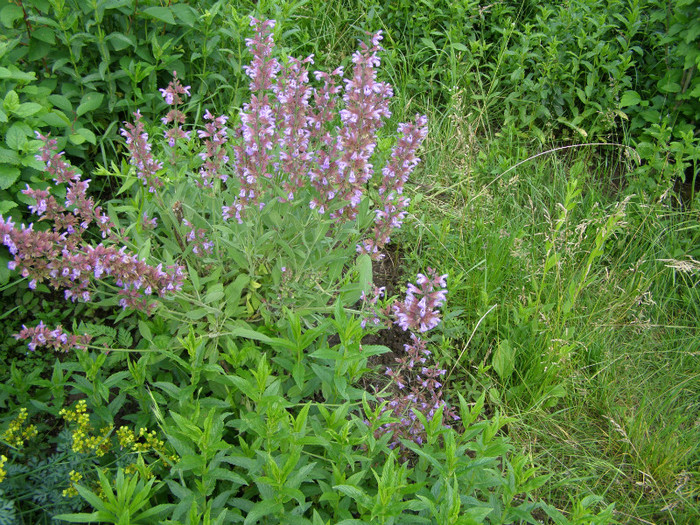 P4167214 - Gradina de legume si aromatice