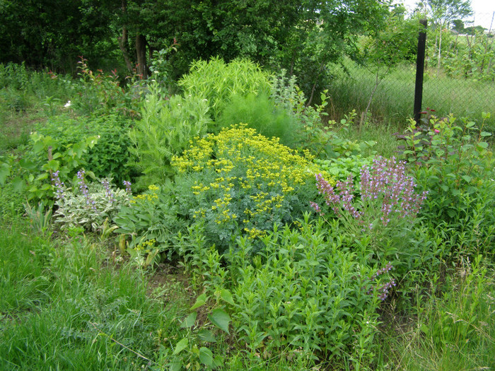 P4167215 - Gradina de legume si aromatice