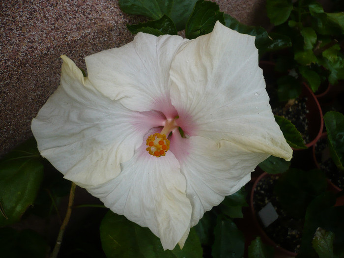 P1140125
