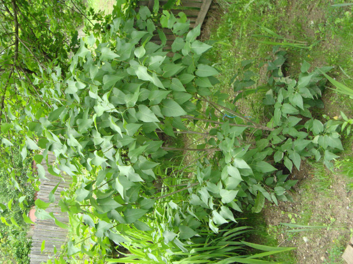 LILIAC - FORILE MELE   2012