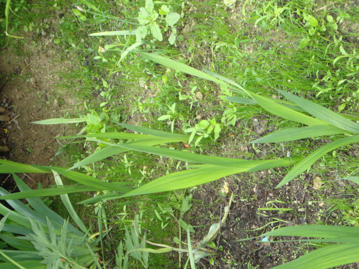 GLADIOLE - FORILE MELE   2012