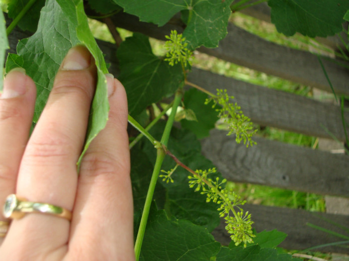 STRUGURI - FORILE MELE   2012