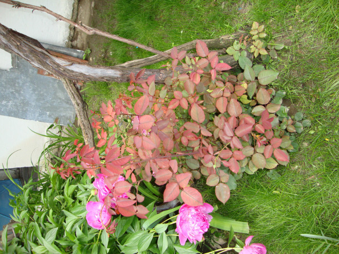 TRANDAFIR - FORILE MELE   2012