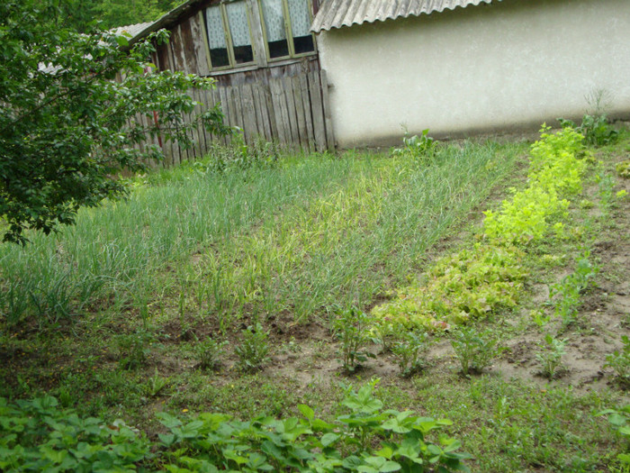 CEAPA,,USTUROI,,SALATA