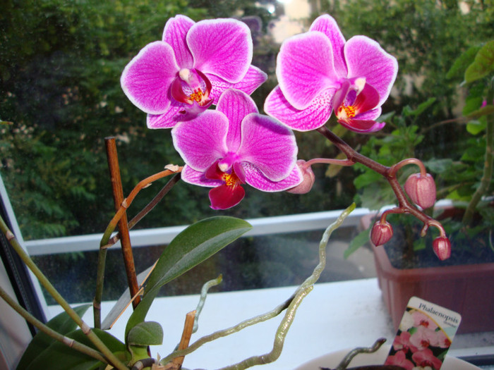 ORHIDEE,,,A INFLORIT