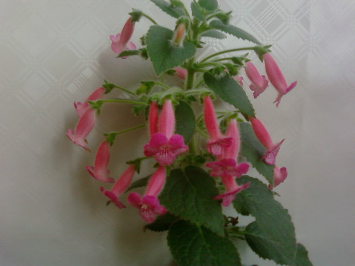 Emily Roberts - Kohleria